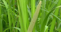 Calamus