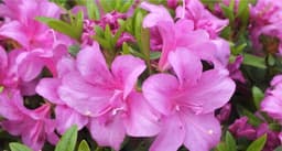 Rhododendron