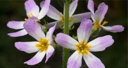 Water Violet