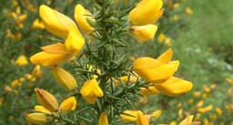 Gorse