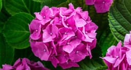 زهرة الكوبية