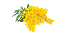 Mimosa