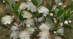 Myrtle
