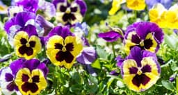 pansy