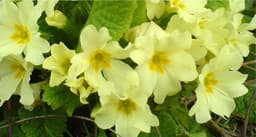 Primrose