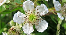 raspberry blossom