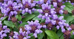 Prunella