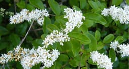 Privet