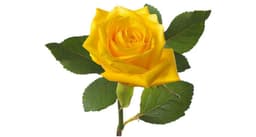 Yellow Rose