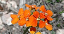 Wall Flower