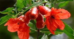 Pomegranate blossom
