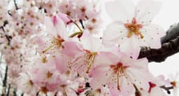 زهرة الكرز الحامض