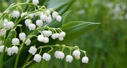 Lily of the valley