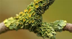 lichen