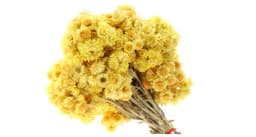 immortelle