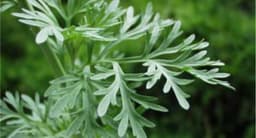 Artemisia