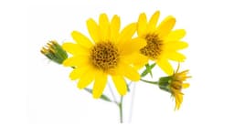 Arnica