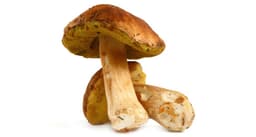 Cepes