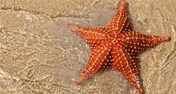 Starfish