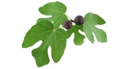 Fig leaf
