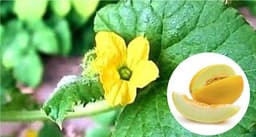 زهر شمام كوز العسل
