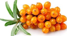 نبق البحر