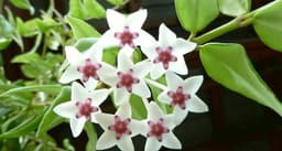 Hoya carnosa (wax plant)