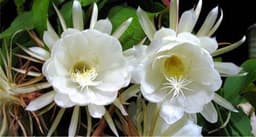 Orchid Cactus