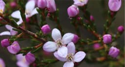 Boronia