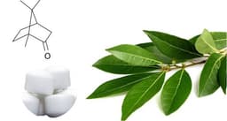 Camphor