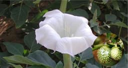 Datura