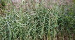 Reed