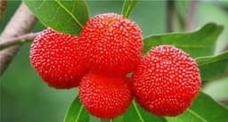Myrica
