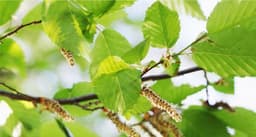 Alder
