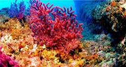 Coral Reef