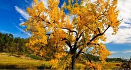 Cottonwood (Poplar