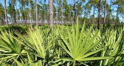 saw palmetto