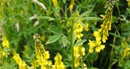 Melilot (Sweet Clover