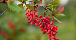 Barberry