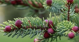 Black Spruce