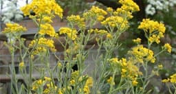 Alyssum