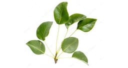 ورق الكمثرى