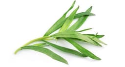 الطرخون
