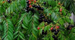 Curry Tree