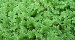 Azolla