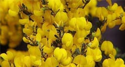 Honeybush or Cyclopia