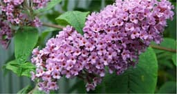 Buddleia