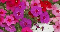 Phlox