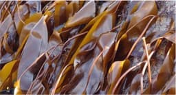 Laminaria