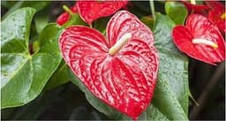 Flamingo flower (Anthurium